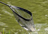Picture of Drennan - Acolyte Hook Resistant Landing Net Head