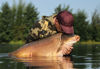 Picture of Korda Kool Waterproof Cap Burgundy