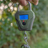Picture of Korum Compact Digital Scales 66lb