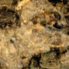 Picture of Nash Bait Mussel Blend 500ml
