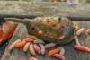 Picture of Korum Camo Grub Feeders