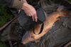 Picture of Korda Compac Water Bucket