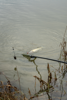 Picture of Korum Limitless Tele Landing Net Handles