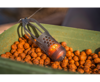 Picture of Korum Surface Feeder Float
