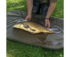 Picture of Avid Revolve Folding Flat Mat