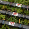Picture of Normark Microlite Float 12ft 3pcs Rod